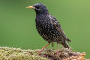 mơ thấy chim bay vào nhà đánh con gì