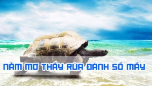 nằm mơ thấy rùa đánh số mấy thì ăn thưởng