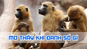 nằm mơ thấy khỉ đánh số gì chính xác nhất